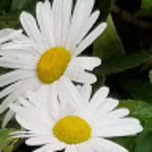 Meet your Posher, Marra